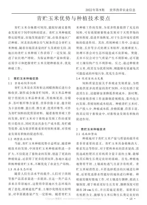 青贮玉米优势与种植技术要点