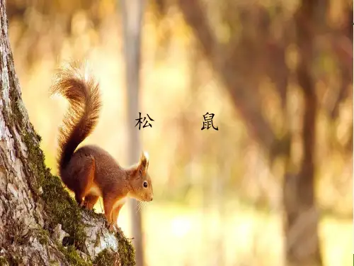 松    鼠