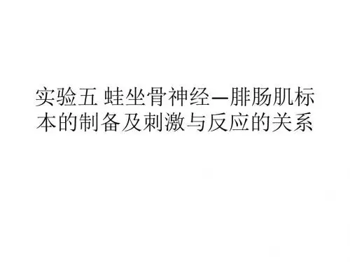 生理实验五 蛙坐骨神经腓肠肌标本的制作及刺激与反应的关系