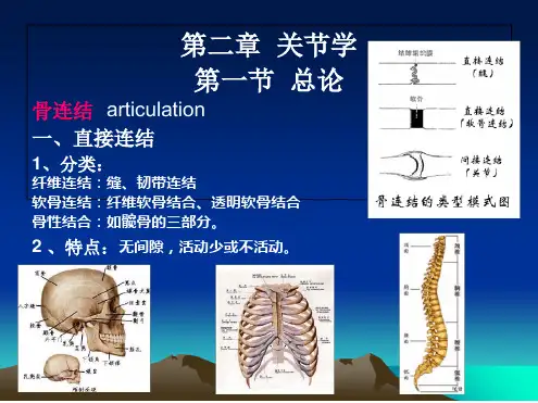 骨连结 课件
