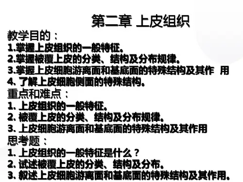 组织学与胚胎学第二章上皮组织