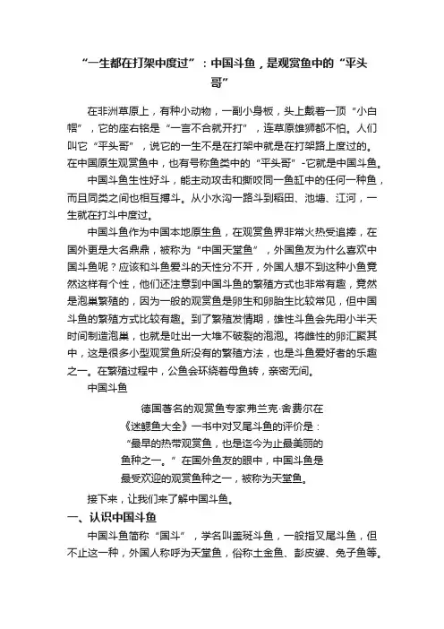 “一生都在打架中度过”：中国斗鱼，是观赏鱼中的“平头哥”
