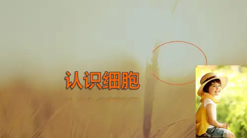最新-2021生物北师大版必修1课件：第1章 第2课时 人类探索细胞的历史 精品