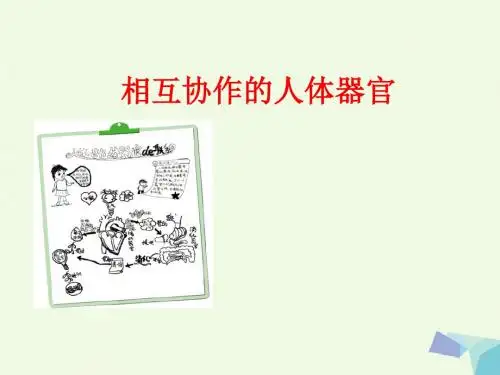 四年级科学上册4.7呵护我们的身体课件1教科版