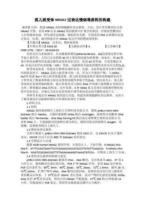 孤儿核受体NR4A2过表达慢病毒质粒的构建