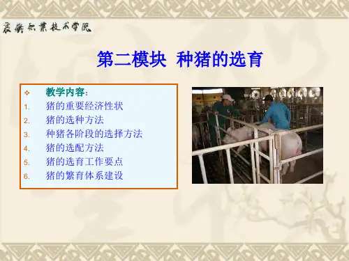 种猪的选育PPT课件