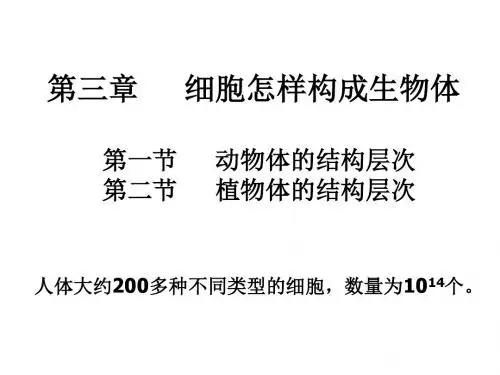 七年级生物动物体的结构层次1
