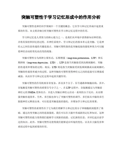 突触可塑性于学习记忆形成中的作用分析