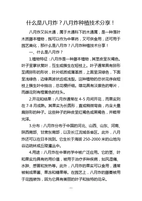 什么是八月炸？八月炸种植技术分享!
