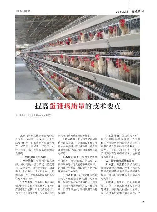 提高蛋雏鸡质量的技术要点