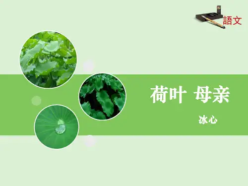 部编版七年级上册语文《荷叶母亲》PPT课文电子课件