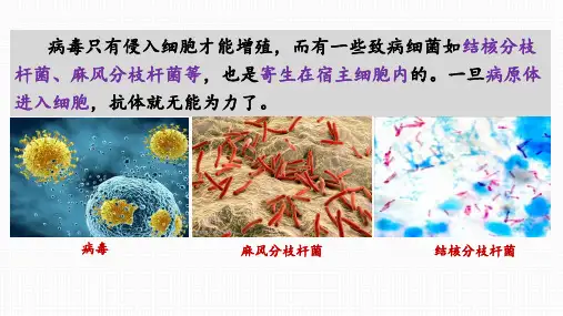 4.3细胞免疫课件高二上学期生物人教版选择性必修(1)