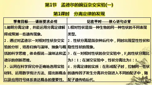人教生物必修2课件：1-1 第1课时  分离定律的发现