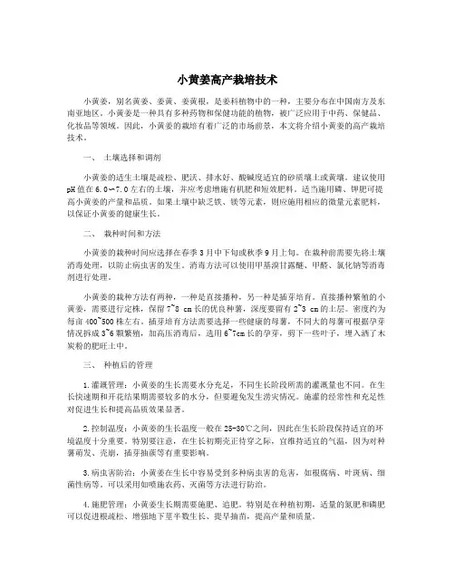 小黄姜高产栽培技术