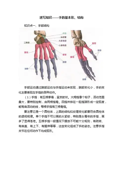 速写知识——手的基本形、结构