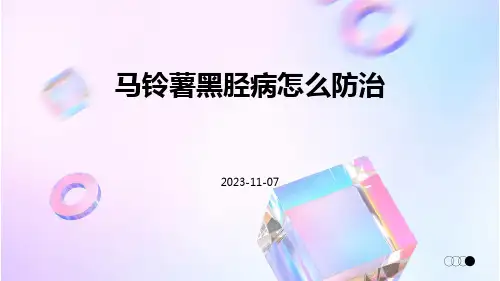 马铃薯黑胫病怎么防治马铃薯黑胫病的防治技巧