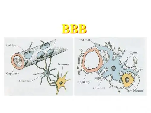 最新北大神经生物学课件2_2-2神经元和神经胶质细胞-胶质细胞-药学医学精品资料
