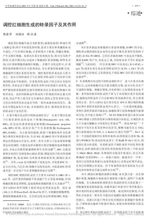 调控红细胞生成的转录因子及其作用