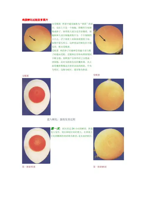 鸡蛋孵化过程发育图片[经典]