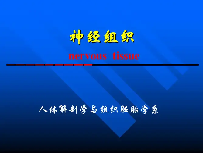 7神经组织组织胚胎学
