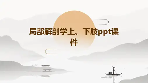 局部解剖学上、下肢PPT课件