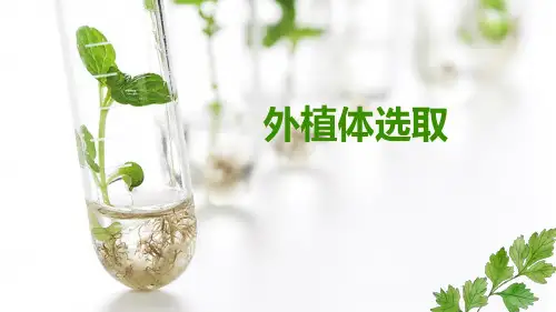 植物组培关键技术—外植体选择