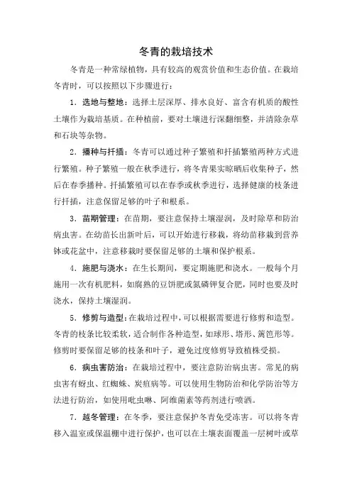冬青的栽培技术