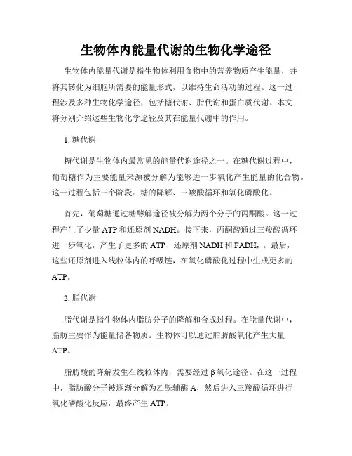 生物体内能量代谢的生物化学途径