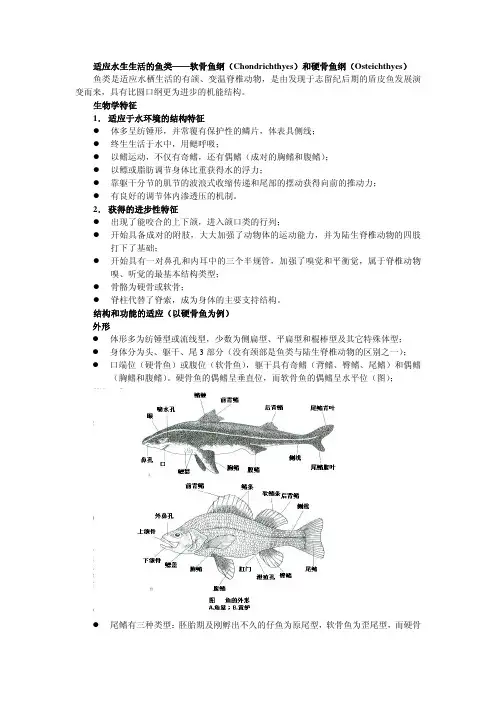 适应水生生活的鱼类软骨鱼纲(Chondrichthyes)和硬