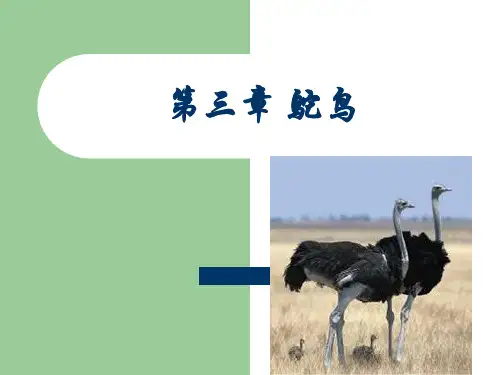 第三章 鸵鸟