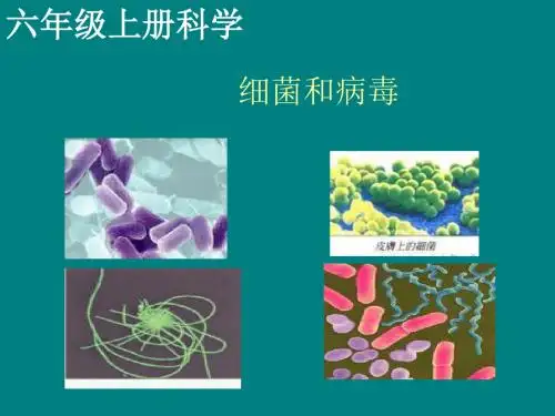 六年级科学上册细菌和病毒ppt课件