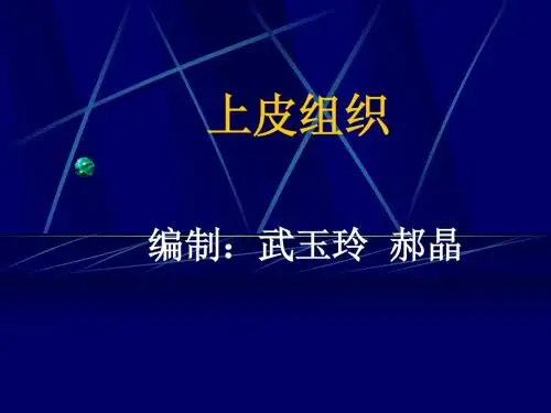 上皮组织