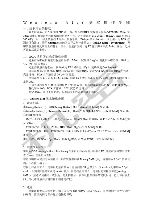 Westernblot基本操作步骤
