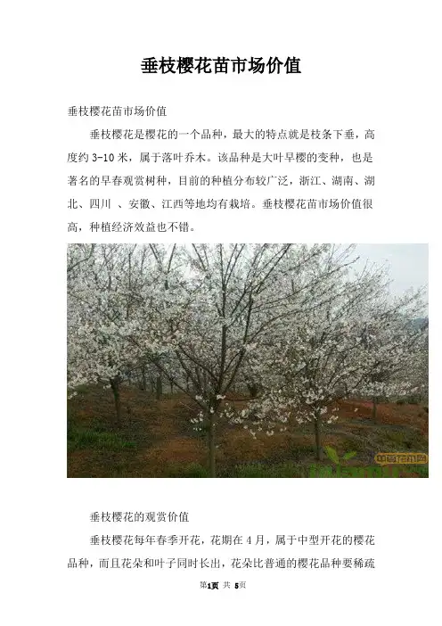 垂枝樱花苗市场价值