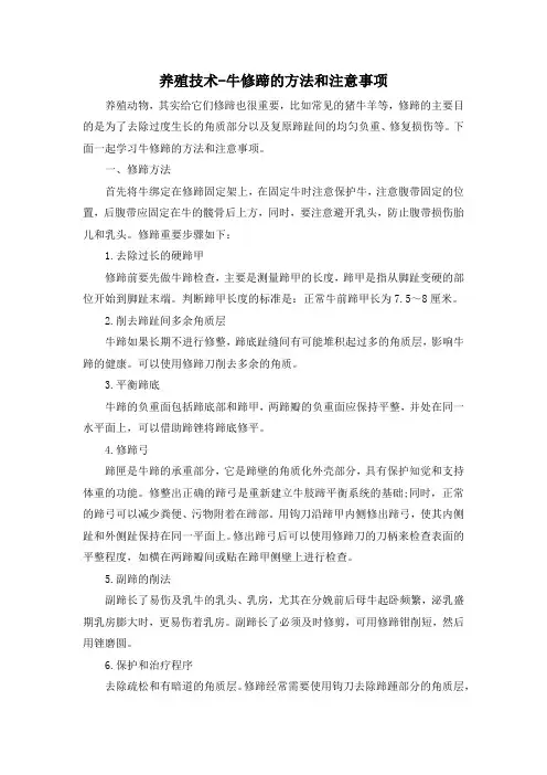 养殖技术-牛修蹄的方法和注意事项