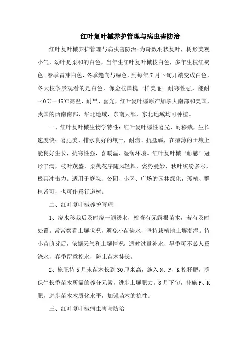 红叶复叶槭养护管理与病虫害防治