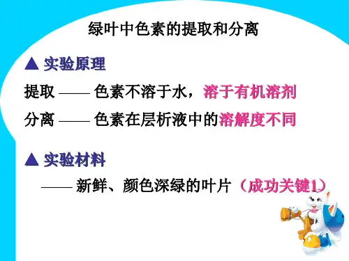 光合作用色素的提取和分离