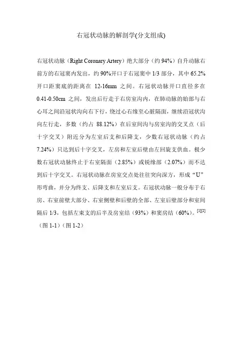 右冠状动脉的解剖学(分支组成)