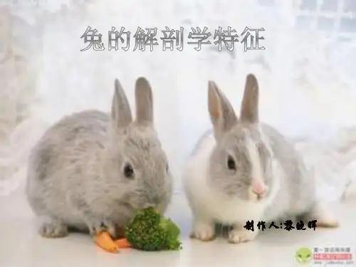 兔子的解剖特性   黎晓晖