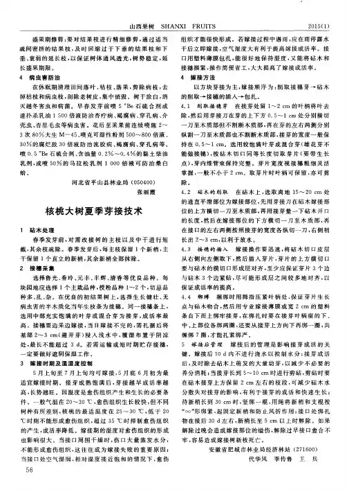 核桃大树夏季芽接技术