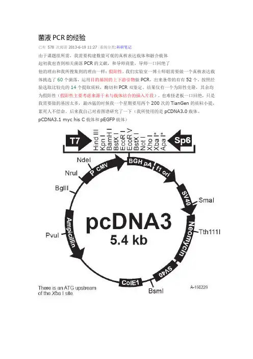 菌落PCR