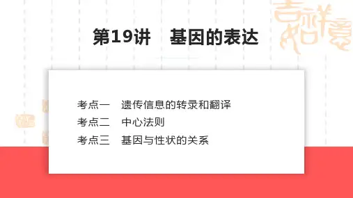 基因的表达-2024年高考生物一轮复习考点精讲与知识归纳(新教材)