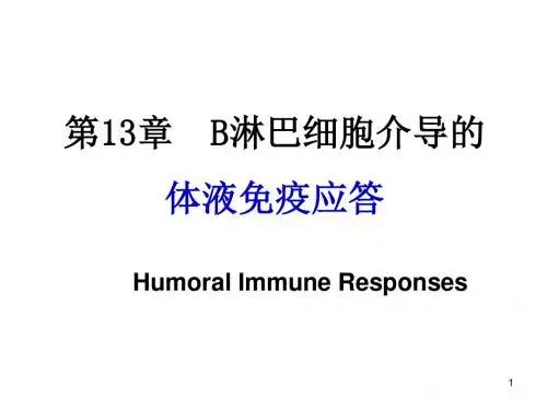 13章体液免疫