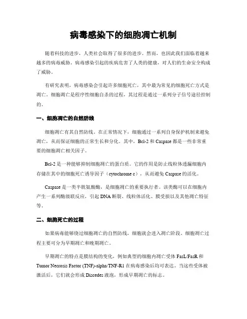 病毒感染下的细胞凋亡机制