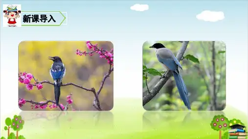 《枫树上的喜鹊》课件PPT人教版部编