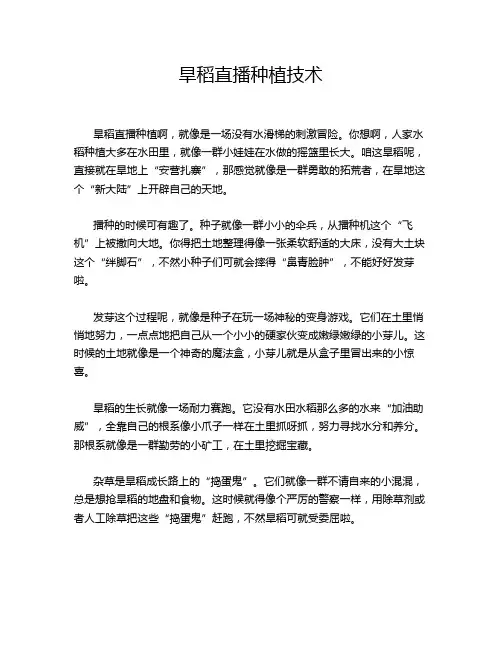 旱稻直播种植技术