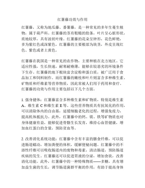 红薯藤功效与作用
