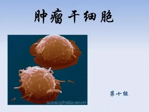肿瘤干细胞