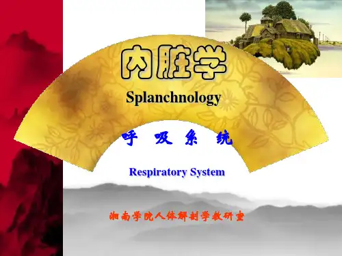 系统解剖学呼吸系统