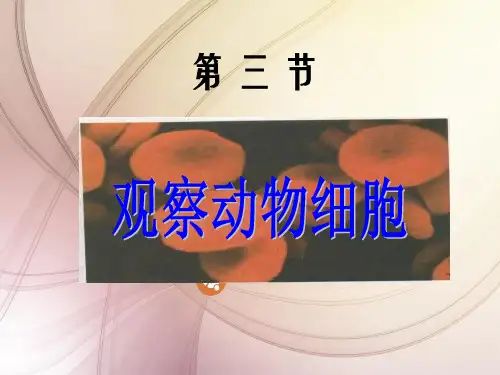 观察动物细胞PPT教学课件